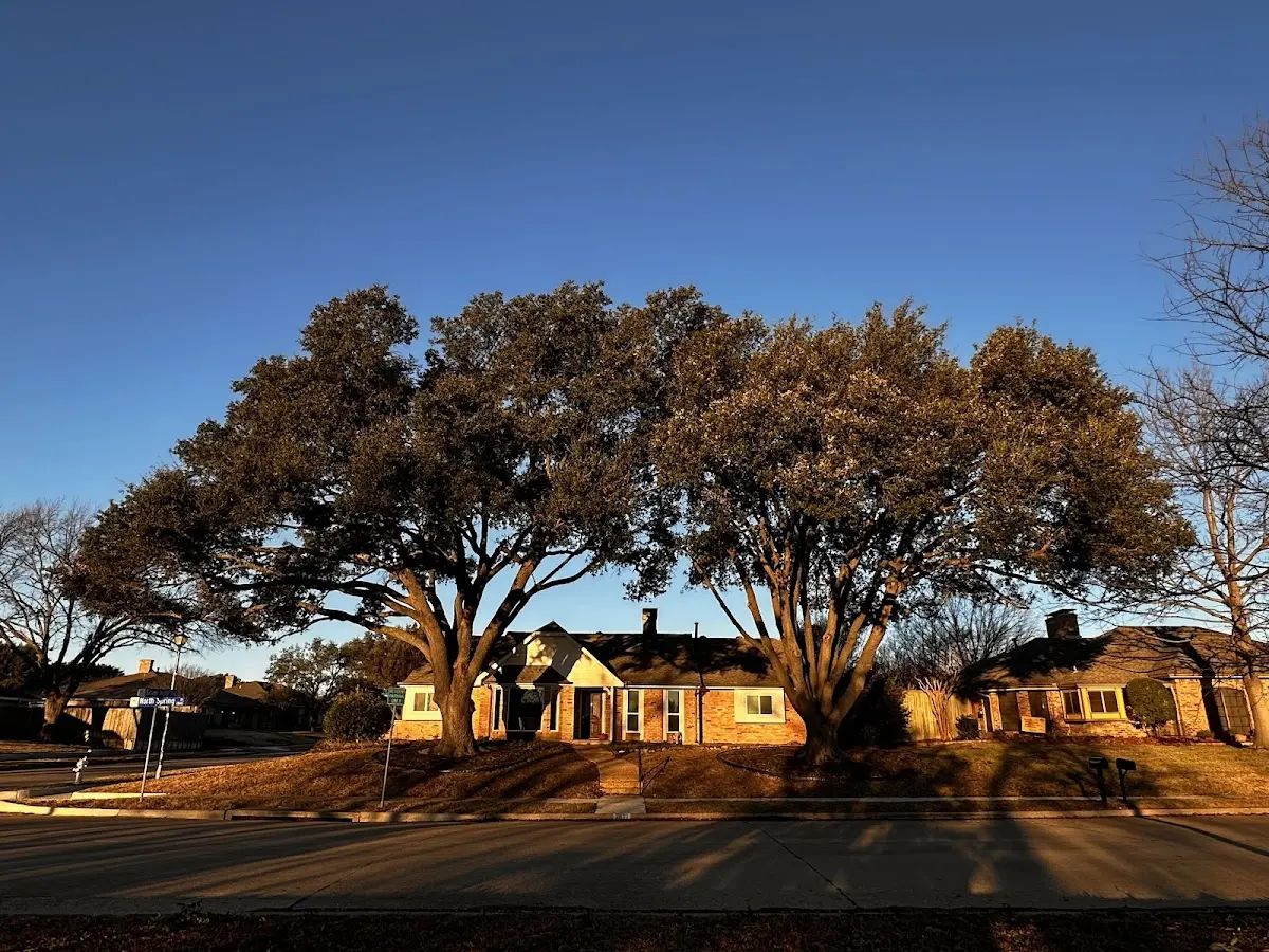 Established residential canopy tree shading a home in Clyde